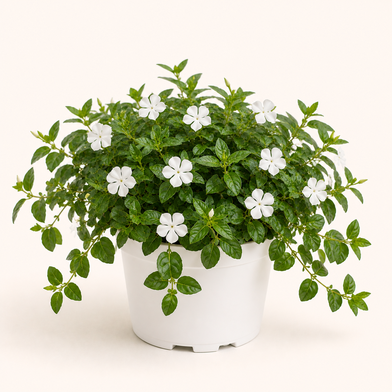 Vinca Major Alba