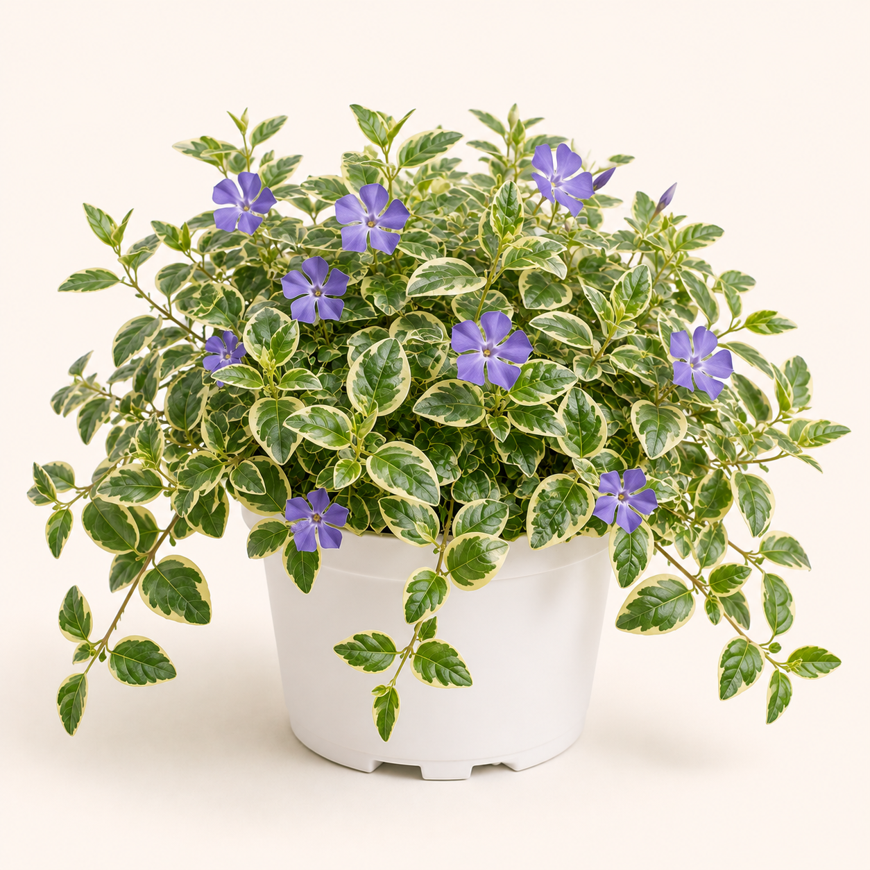 Vinca Major Variegata