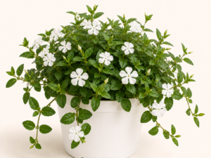 Vinca Minor Alba
