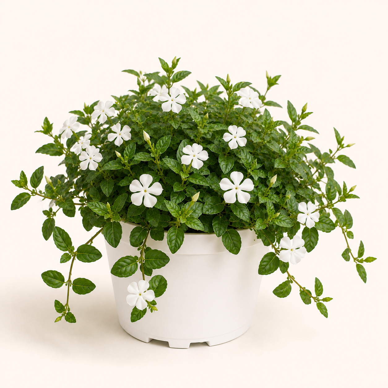 Vinca Minor Alba
