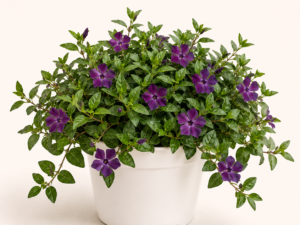 Vinca Minor Atropurpurea