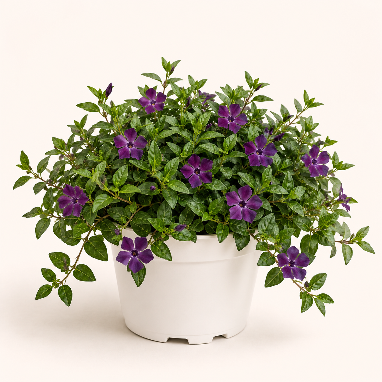 Vinca Minor Atropurpurea