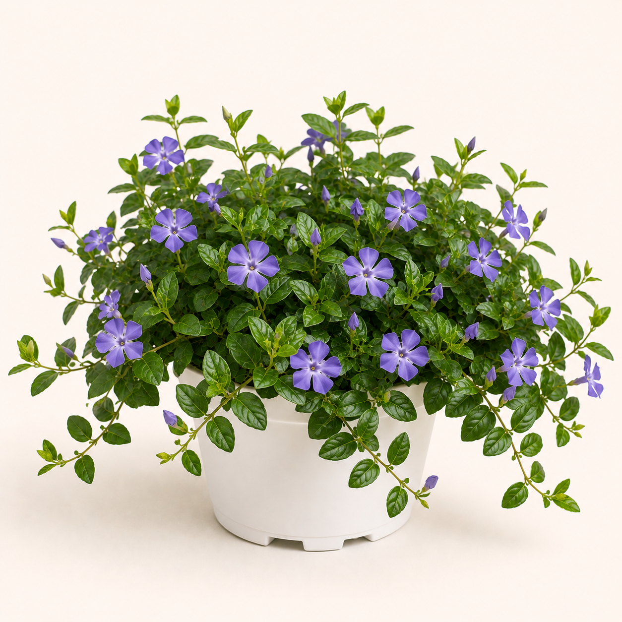 Vinca Minor
